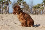 KING CHARLES SPANIEL 006